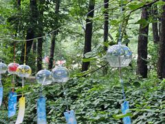 -鲁山国家森林公园