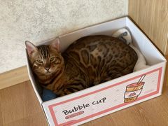 -猫腻·猫咖·撸猫馆(星光大道店)
