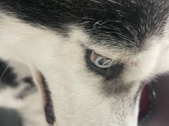 -宠福鑫康馨动物医院·骨科·眼科