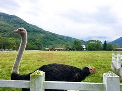 -瑞穗牧场