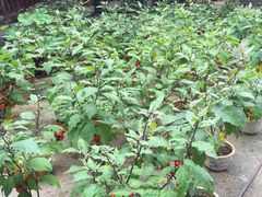 -普陀山风景名胜区-法雨禅寺