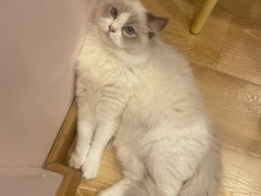 -猫咪派对(江南西店)