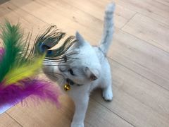 -袖虎宠物(岭南新世界店)