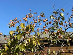 -军山湖云水间生态农业旅游景区