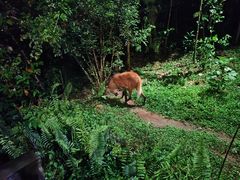 -夜间野生动物园
