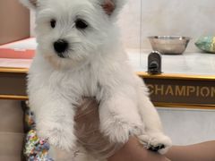 -翊宠yipet猫狗购宠庄园
