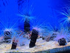 -上海海洋水族馆