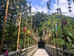 -西双版纳原始森林公园