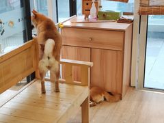 -南京Hallo宠物乐园·哈罗犬舍·柴犬繁育基地