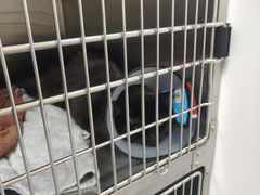 -艾贝尔宠物医院·宠保定点·超声绝育·免疫点(樱花路店)