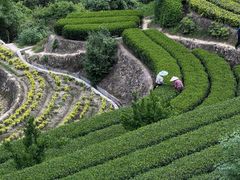 -杨家堂村