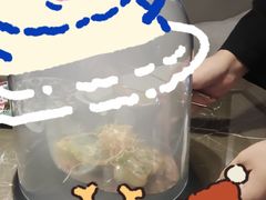 -海派悦庭·海胆烧麦·新融合菜(凯德广场店)