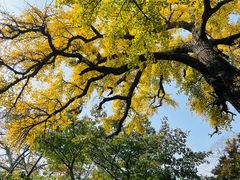 -青岛崂山太清宫