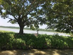 -大湾区中央湿地公园