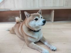 -是阿柴呀！柴犬咖啡·爱喵喵猫咖