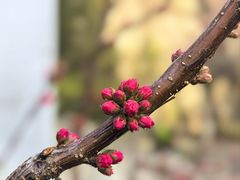 -川百汇烤鱼·泡饼·美蛙(八达岭店)