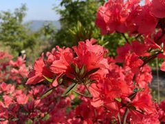 -瑞安圣井山景区