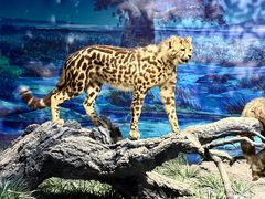 -国家自然博物馆