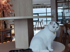 -猫小主咖啡·猫咖cat cafe(福田店)