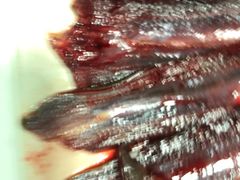 -铜元老码头鳝鱼火锅