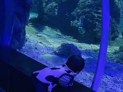 -江和美海洋公园