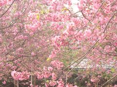 -天适樱花悠乐园