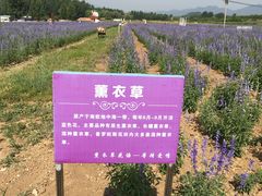 -北京东方普罗旺斯薰衣草庄园