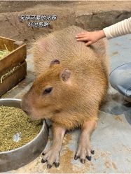 -Zoolung Zoolung动物主题公园(海信广场店)