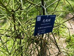 -中国科学院西双版纳热带植物园