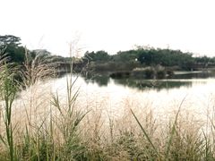 -福田红树林生态公园