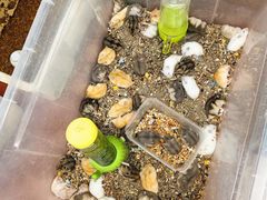 -溪岸路花鸟市场