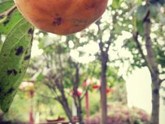 -武汉世外桃源农庄