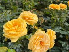 -人民公园(罗湖区)