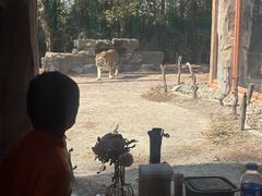 -上海野生动物园老虎餐厅