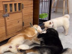 -柴犬小屋·柴餐厅·狗咖食堂(金鼎广场店)