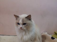 -猫咪派对(江南西店)