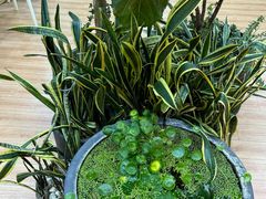 -813芭依珊 BAESAn(皇冠十畝地店)