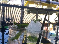 -Sirena海妖日咖夜酒