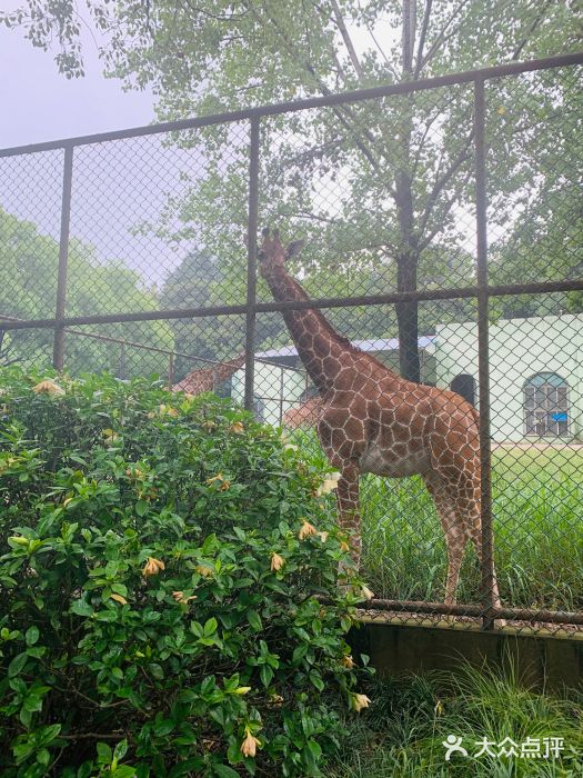 南京市紅山森林動物園圖片