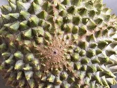 -MUSANG KING猫山王(龙湖杭州滨江天街店)