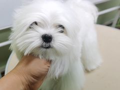 -鑫艺宠物美容培训学校