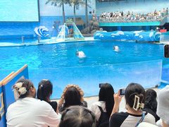 -海合安成都极地海洋公园