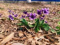 -永定河休闲森林公园