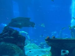 -亚特兰蒂斯•OSSIANO奥西亚诺海底餐厅