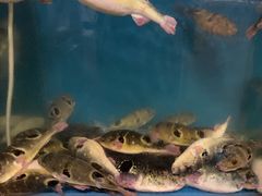 -天正河鲀·河豚亭(大连店)