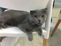 -喵的天空名猫咖啡馆·撸猫·猫舍·用品