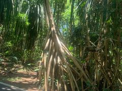-中国科学院西双版纳热带植物园