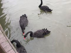 -溱湖国家湿地公园