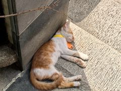 -西园寺素食(西园弄戒幢律寺店)