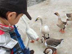 -北京鹿世界主题园
